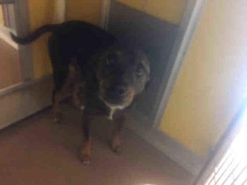 BIG D, adoptable senior Catahoula Leopard Dog in Norman, OK