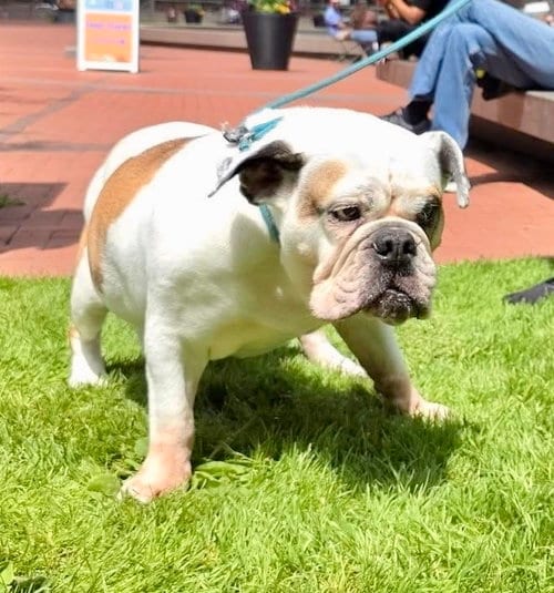 Agatha, adoptable senior English Bulldog in St. Louis Park, MN