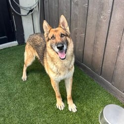 Photo of Chase 7134, adoptable senior German Shepherd Dog Mixed Breed (Medium) in Loxahatchee, Florida