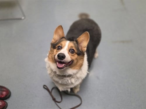 Photo of Toby, adoptable senior Pembroke Welsh Corgi in Denver, Colorado