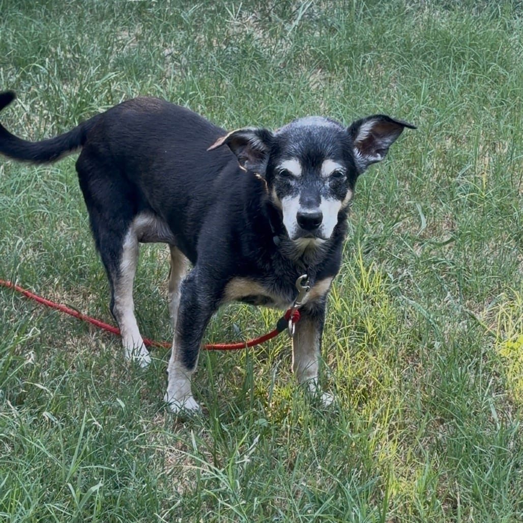 Photo of Bebe, adoptable senior Terrier in Dallas, Texas