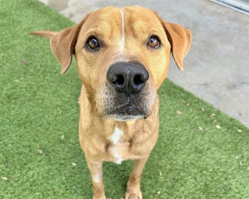 Photo of Forrest, adoptable senior Hound in Raleigh, North Carolina