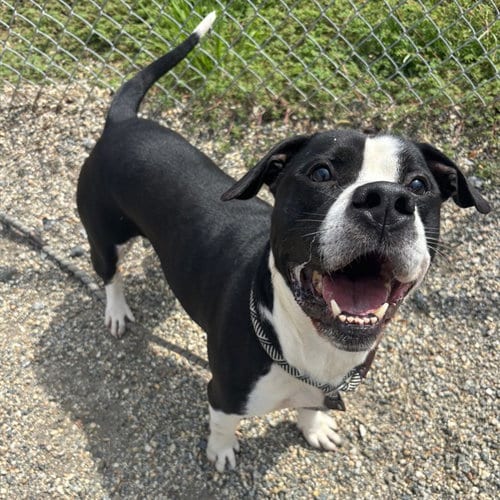 Photo of Jacks, adoptable senior American Staffordshire Terrier in Palmetto, Florida