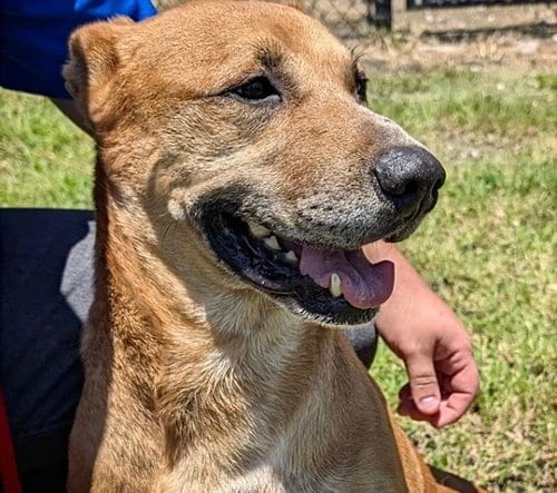 Photo of Goalie, adoptable senior German Shepherd Dog in Houston, Texas