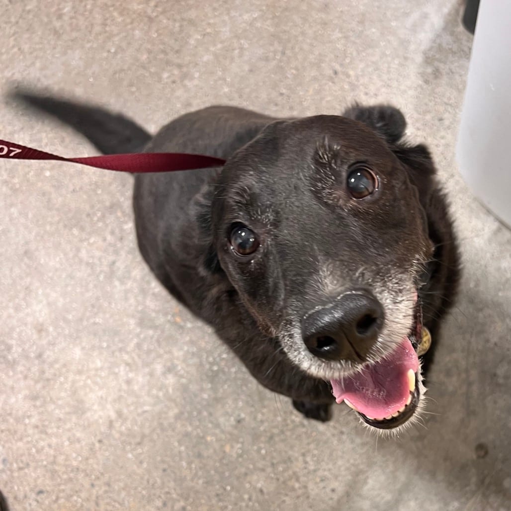 Photo of Lucky (real name), adoptable senior Collie, Border / Terrier in Hayden, Idaho