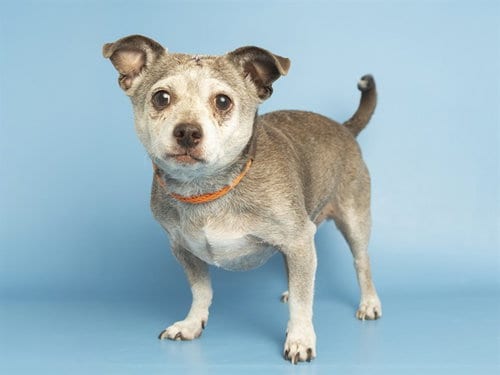 Photo of Little Dog, adoptable senior Chihuahua in Phoenix, Arizona