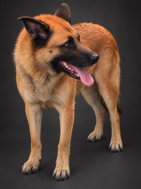 Photo of Justine, adoptable senior German Shepherd Dog in Winter Haven, Florida