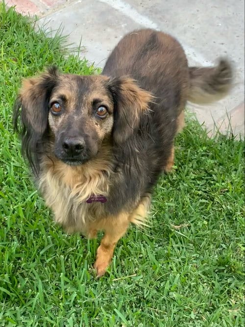 Bambi, adoptable senior Spaniel in Newport Beach, CA