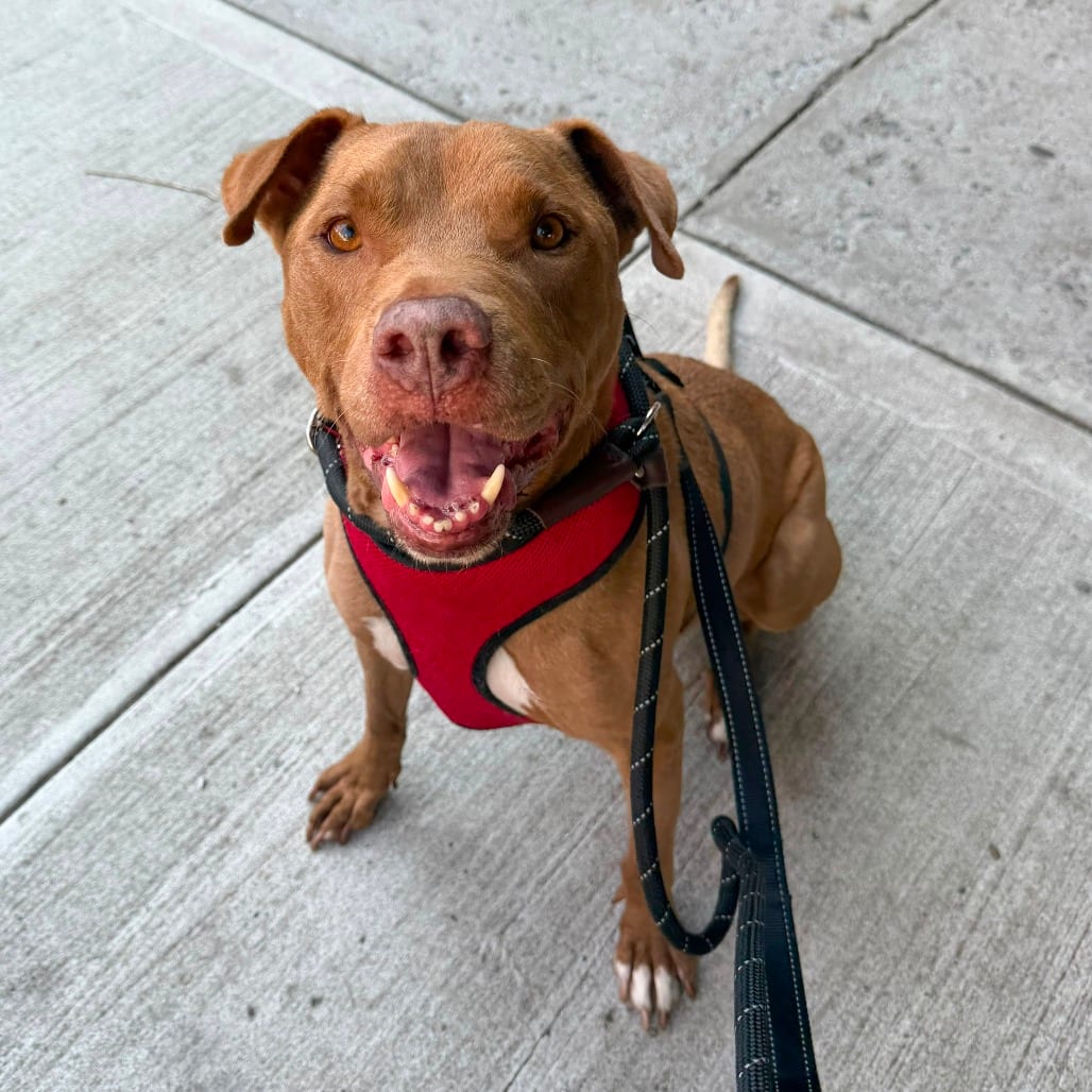 Photo of Sid, adoptable senior Terrier, American Staffordshire / Mixed Breed (Medium) in Whitestone, New York
