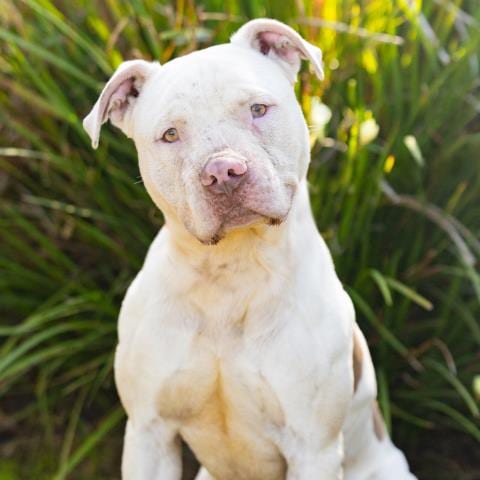 Photo of Webber, adoptable senior Pit Bull Terrier in Camarillo, California