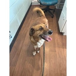 Photo of Bear, adoptable senior Golden Retriever in Baton Rouge, Louisiana