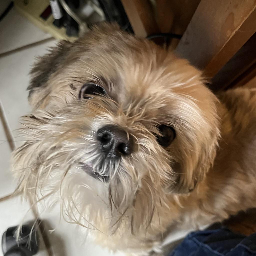 Photo of Oscar, adoptable senior Shih Tzu / Mix in Middletown, New York