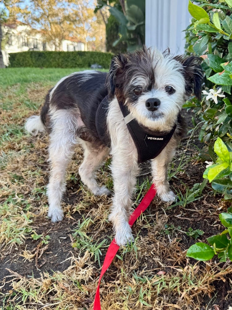 Photo of Ruthie, adoptable senior Terriers (Small) in Eugene, Oregon