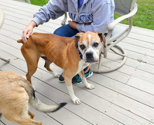 Photo of Ridge - HOSPICE care, adoptable senior Boxer in Owatonna, Minnesota