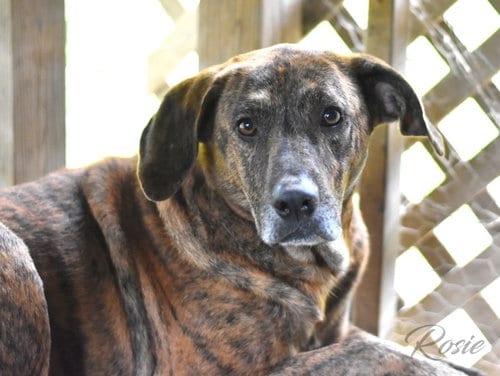 Photo of Rosie (Trinity), adoptable senior Plott Hound in Brewster, New York