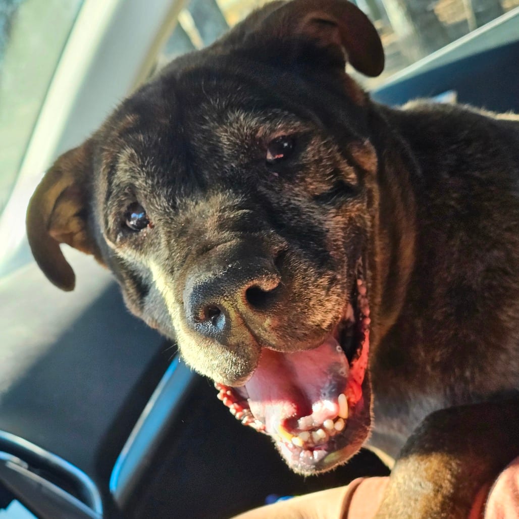 Photo of Doobert, adoptable senior Pei, Shar / Pei, Shar in Mount Vernon, Arkansas