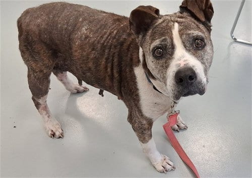 Photo of Mildred, adoptable senior American Pit Bull Terrier in Ocala, Florida