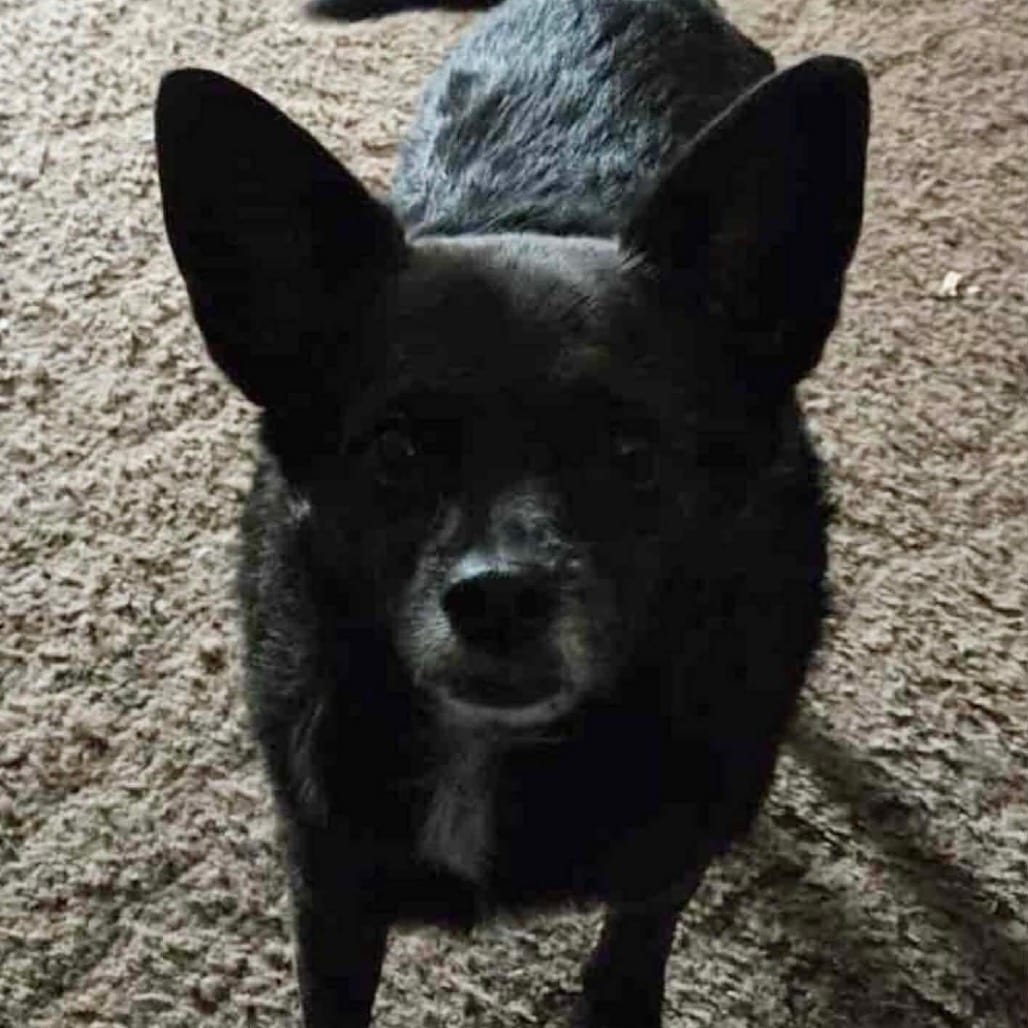 Photo of Foxy, adoptable senior Chihuahua, Short Coat / Dachshund in Bend, Oregon