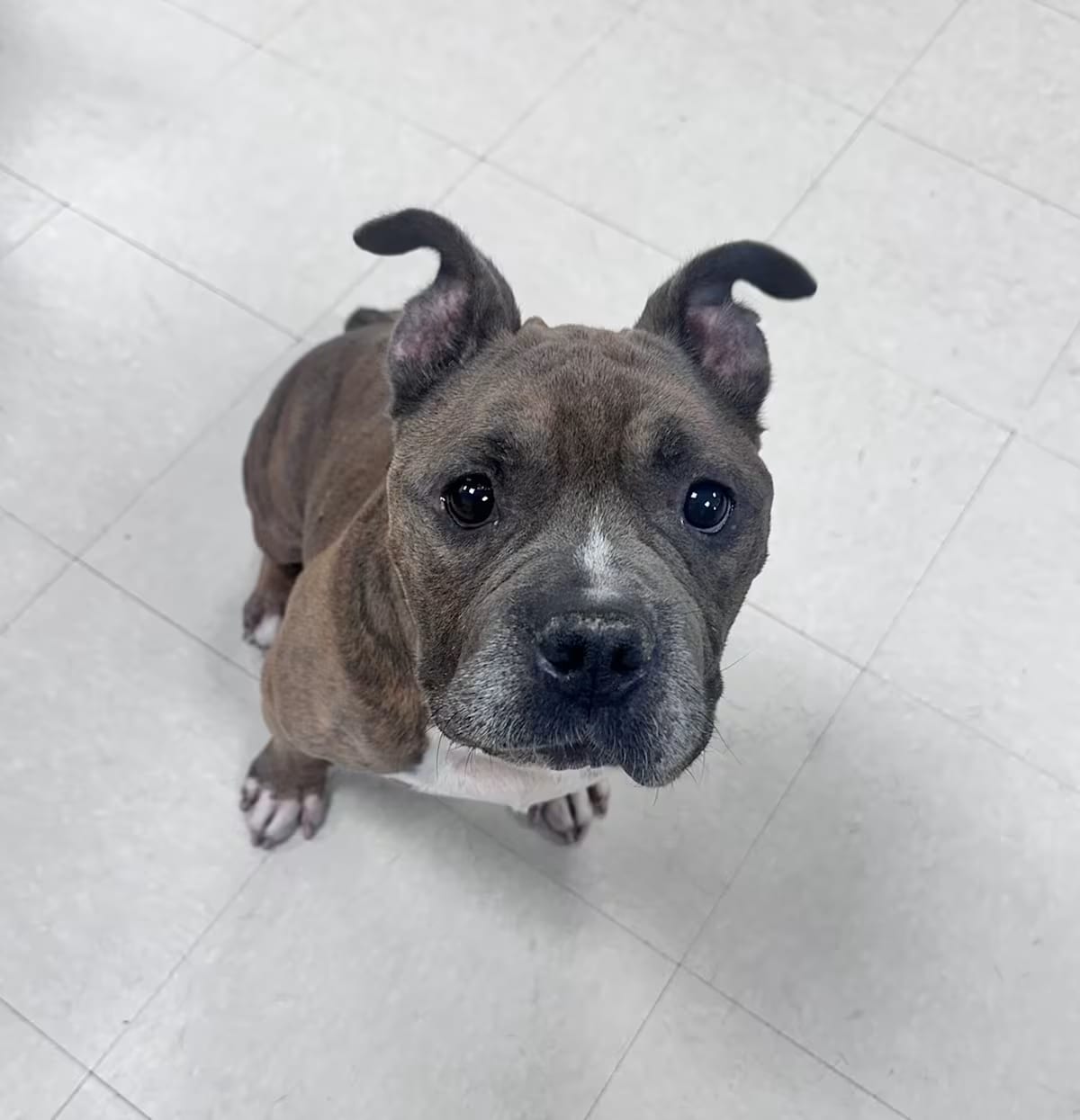 Photo of Wrangler, adoptable senior Pit Bull Terrier in Clayton, New Jersey