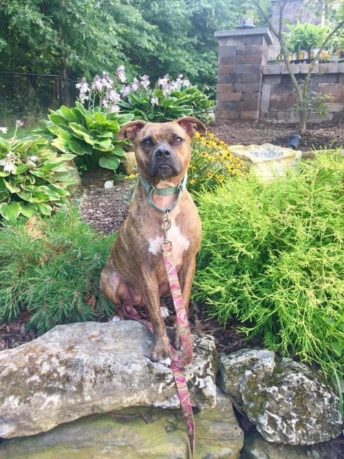 Photo of Nala, adoptable senior Boxer in New York, New York