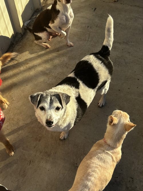 Danyon, adoptable senior Jack Russell Terrier in Chico, CA