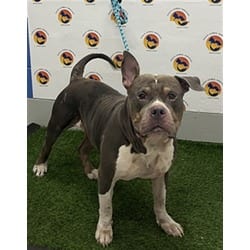 Photo of Rafe, adoptable senior Mixed Breed (Medium) in Land O'Lakes, Florida
