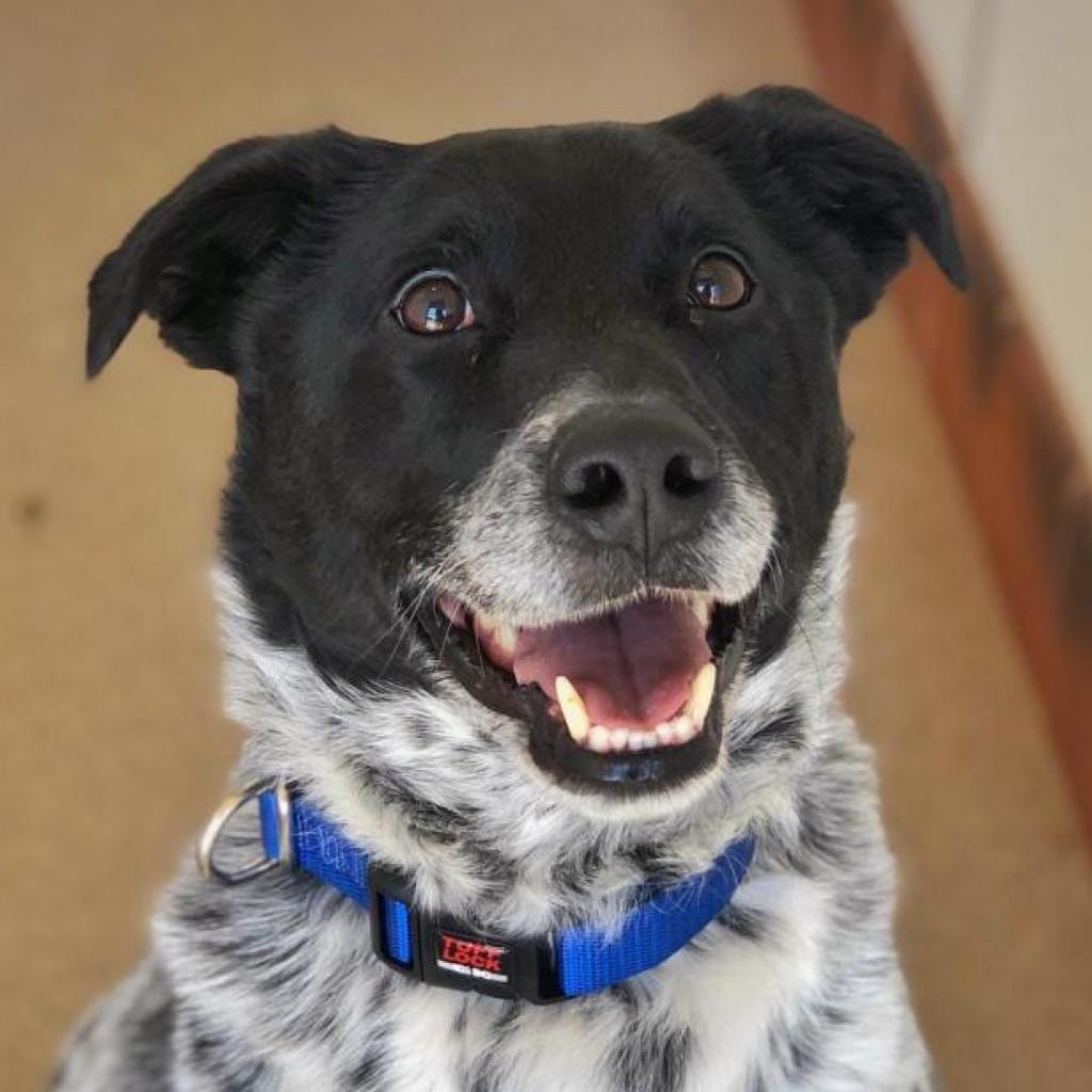 Photo of Riff Raff, adoptable senior Cattle Dog / Retriever, Labrador in Kanab, Utah