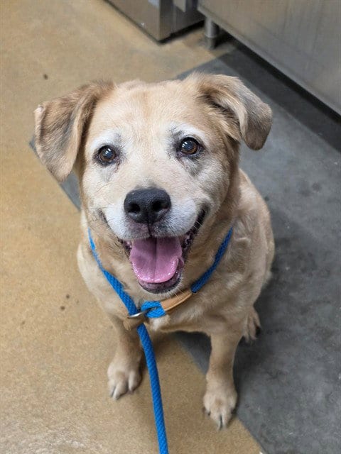 Photo of Belle, adoptable senior Labrador Retriever in St Peters, Missouri