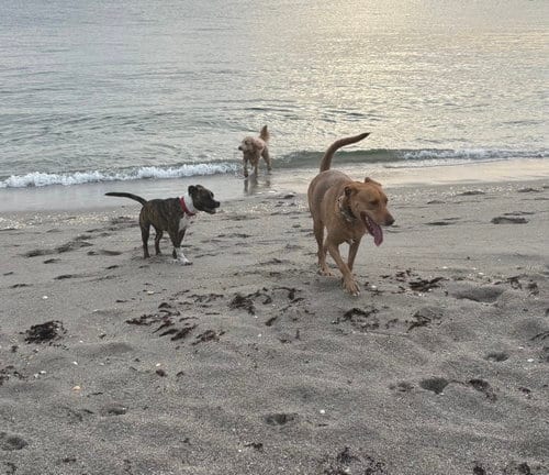 Photo of Anna, adoptable senior Vizsla in Lighthouse Point, Florida