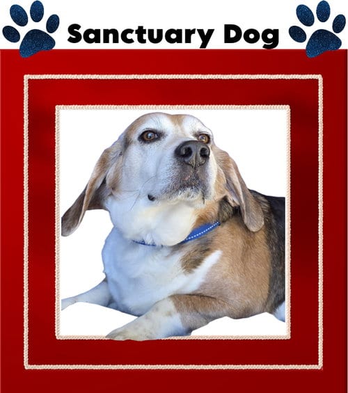 Photo of Ace The Adorable Beagle, adoptable senior Beagle in Cuba, New York