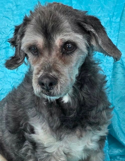 Photo of Chewy, adoptable senior Havanese in Cuba, New York