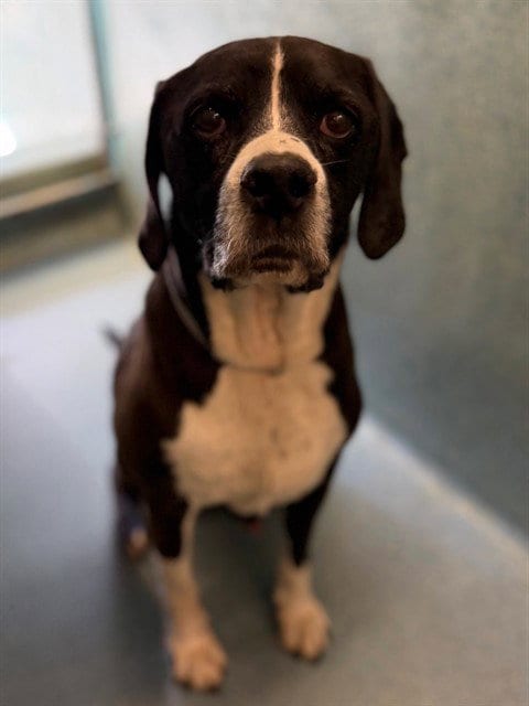 Photo of Sage, adoptable senior Basset Hound in Agoura, California