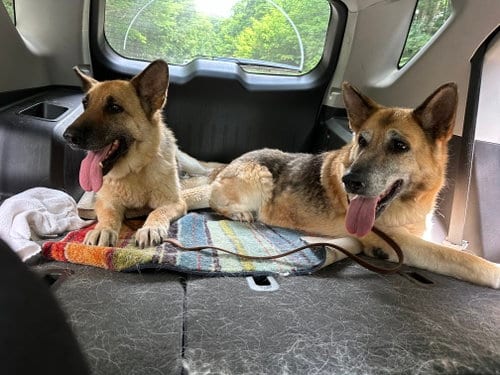 Photo of Shianne, adoptable senior German Shepherd Dog in Lewisburg, West Virginia