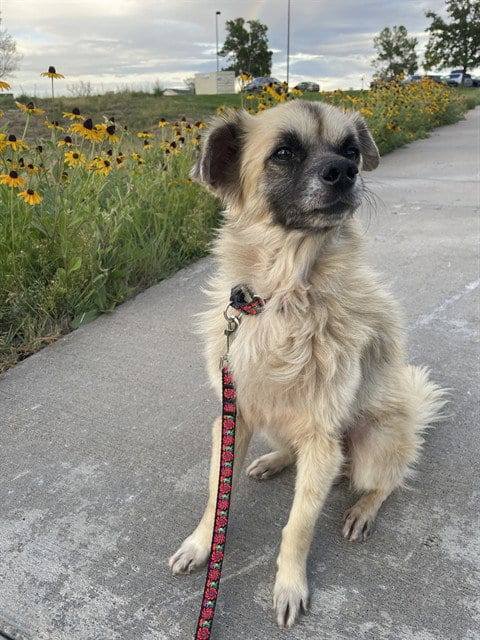 Photo of Mouse, adoptable senior Chihuahua in Denver, Colorado