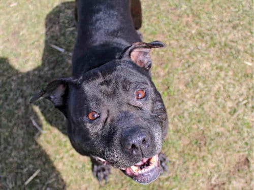 MISTY, adoptable senior Pit Bull Terrier in Rockford, IL