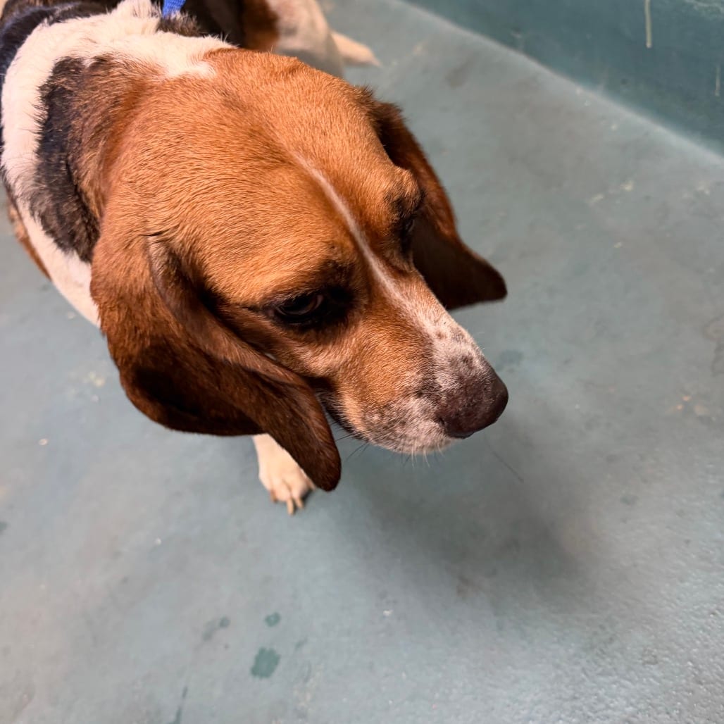 Photo of Rollie, adoptable senior Mixed Breed (Medium)