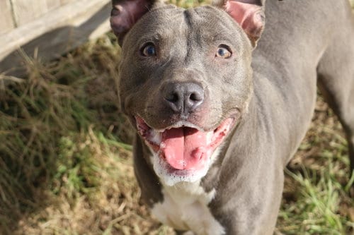 Sapphire, adoptable senior American Staffordshire Terrier in Jackson, MS