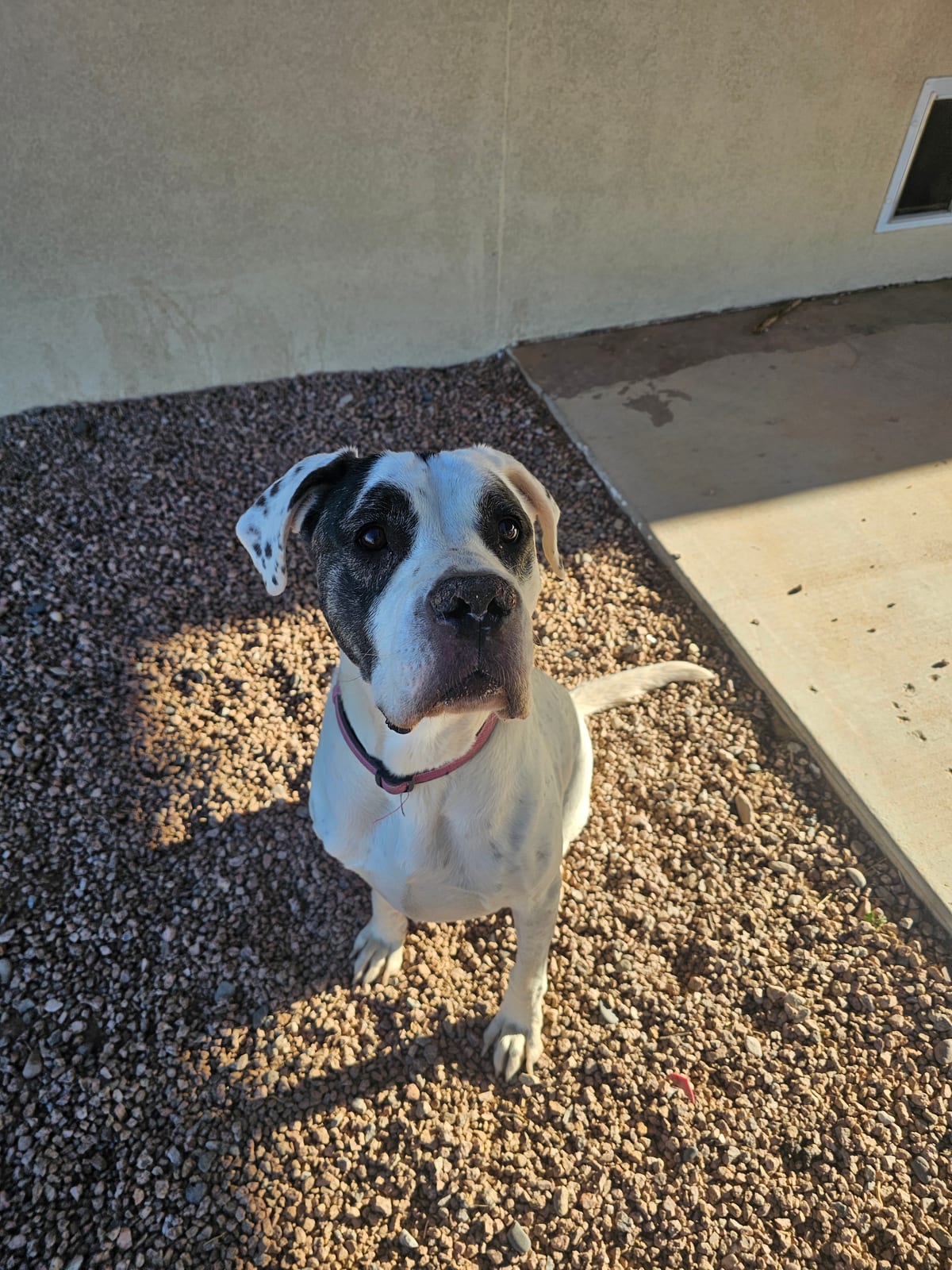 Photo of Bella, adoptable senior American Staffordshire Terrier / Great Dane in Maricopa, Arizona
