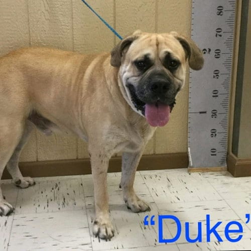 Duke (bonded with Christina) (foster needed), adoptable senior Mastiff in Vail, AZ