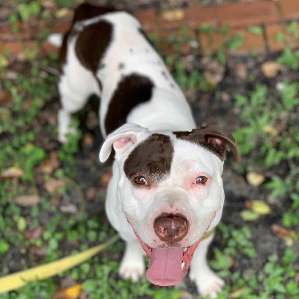 Photo of Volcano, adoptable senior Terrier, American Pit Bull / Mixed Breed (Medium) in Kanab, Utah