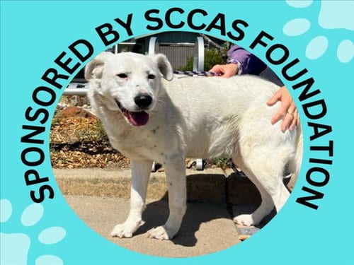 Photo of Pickles, adoptable senior Queensland Heeler in Santa Cruz, California