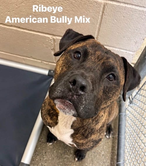Photo of Ribeye, adoptable senior Terrier in Burnsville, North Carolina