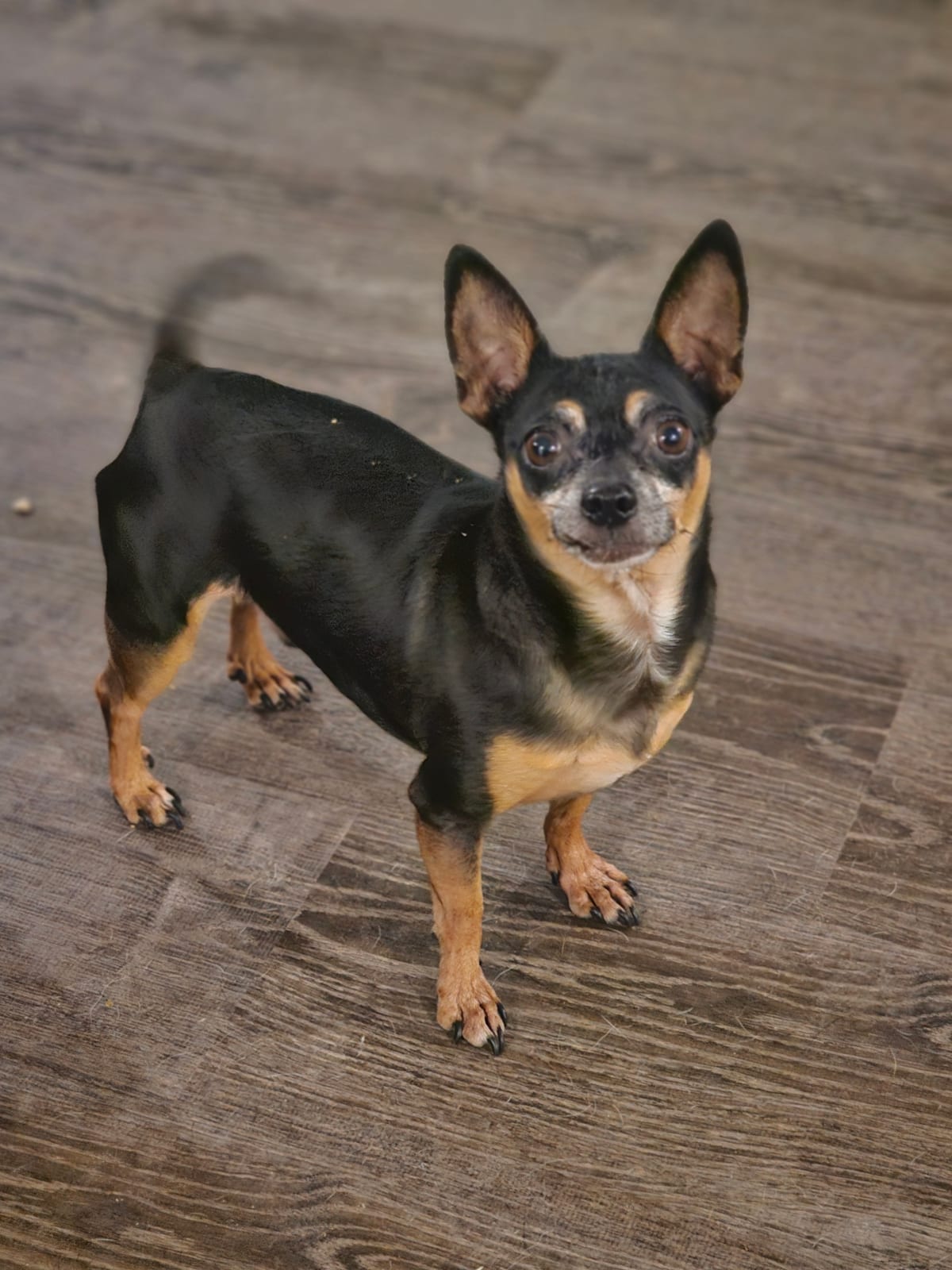 Photo of Hunter, adoptable senior Chihuahua in Maricopa, Arizona