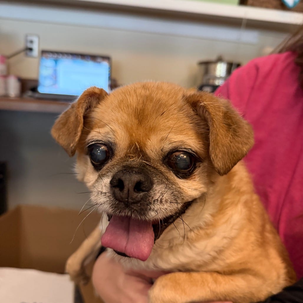 Photo of Eugene, adoptable senior Mixed Breed (Small) in Chattanooga, Tennessee