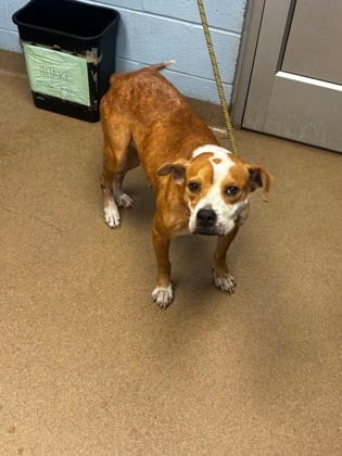 Photo of Ivonne, adoptable senior dog in Chamblee, Georgia