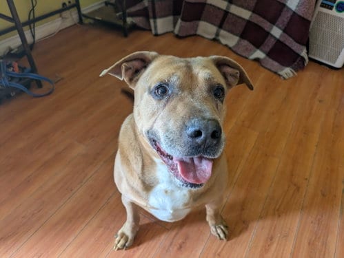 Leo- Sebastian, adoptable senior Black Mouth Cur in Orange Grove, TX
