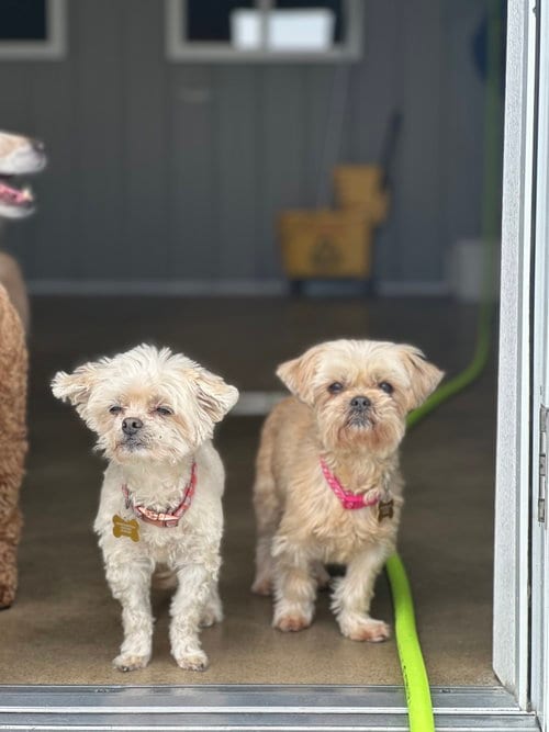 Photo of Sophie & Ashlynn, adoptable senior Shih Tzu in Cedar Rapids, Iowa
