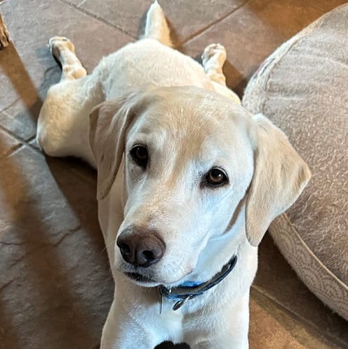 Photo of Max 8, adoptable senior Yellow Labrador Retriever in Tucson, Arizona