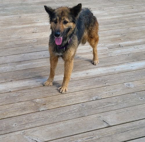 Renn, adoptable senior Shepherd in Columbus, IN