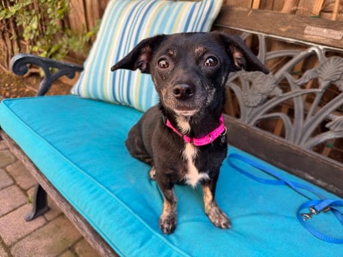 Photo of Maisy, adoptable senior Chihuahua in Santa Clara, California